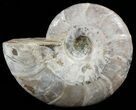 Fossil Ammonite (Beudanticeras?) - Madagascar #51514-1